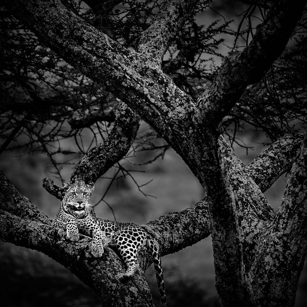Mario Pereda, ganador de la categoría fauna y ganador global con la foto Desde la Atalaya, tomada en Parque Nacional Masai Mara el 13/10/2012