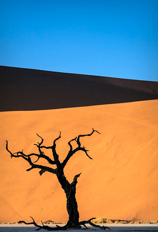 El Fotón 2015, Categoría Flora. Segundo Puesto. Mario Pereda. Namibia - Dead tree - Tomada en Deadvlei el 08/06/2015 